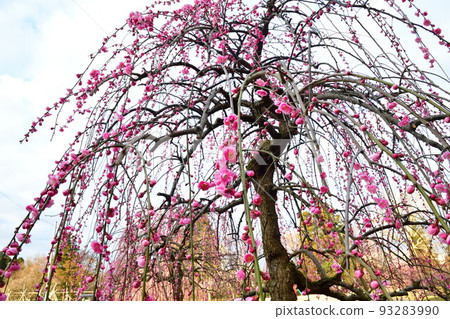 田神町梅林公園（新潟縣） 93283990