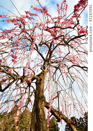 田神町梅林公園（新潟縣） 93283991