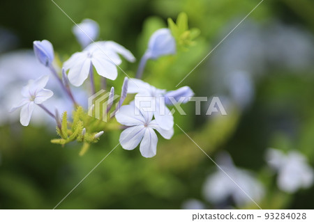 Blue delicate summer flowers on a green background 93284028