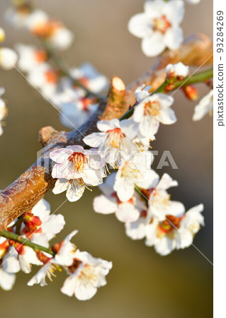 Image of plum blossoms (Niigata Prefecture) Image of plum blossoms (Niigata Prefecture) 93284269