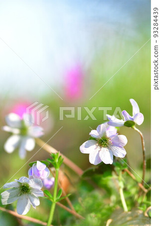 新潟縣廳(新潟縣)森林中的雪割草 新潟縣廳(新潟縣)森林中的雪割草 93284439