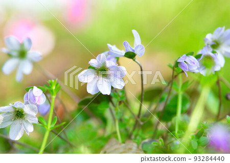 新潟縣廳（新潟縣）森林中的雪割草 93284440