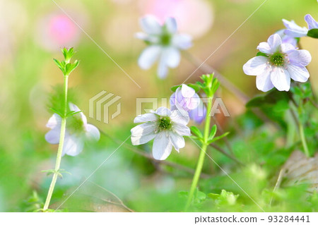 新潟縣廳（新潟縣）森林中的雪割草 93284441