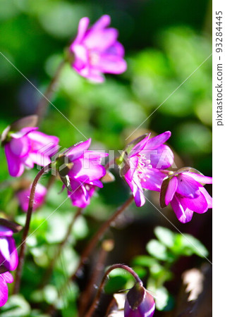 Yukiwariso in the forest of Niigata Prefectural Office (Niigata Prefecture) 93284445