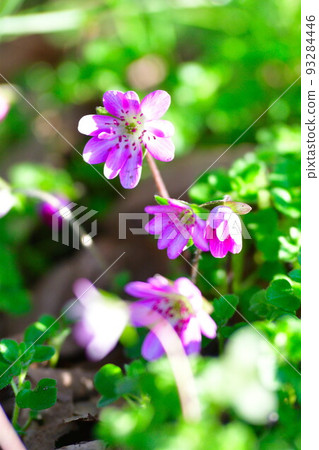 新潟縣廳（新潟縣）森林中的雪割草 93284446