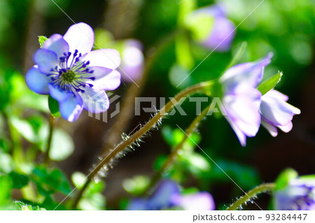 新潟縣廳（新潟縣）森林中的雪割草 93284447