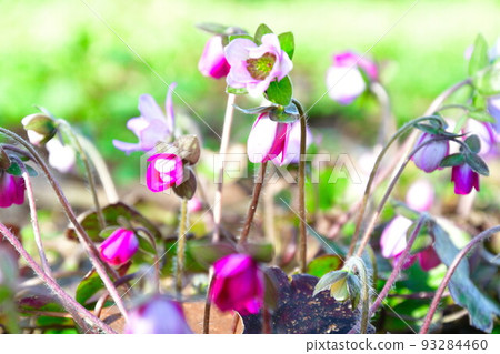 新潟縣廳(新潟縣)森林中的雪割草 新潟縣廳(新潟縣)森林中的雪割草 93284460