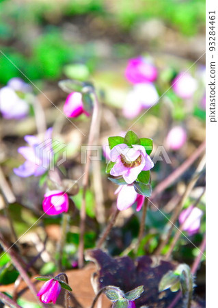 新潟縣廳(新潟縣)森林中的雪割草 新潟縣廳(新潟縣)森林中的雪割草 93284461