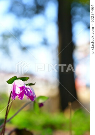 新潟縣廳（新潟縣）森林中的雪割草 93284464