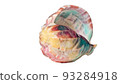 Watercolor rainbow seashell pen ink sketch on white background, clipping path. High quality illustration 93284918