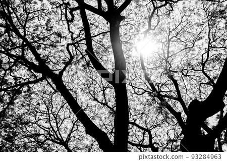 Tree branches in the white background, photo silhouettes of tree branches on a white background. 93284963