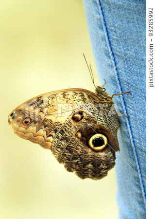 large butterfly sits on denim trousers close-up. Fashion clothes. 93285992