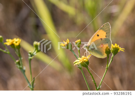 Clouded Yellow  93286191