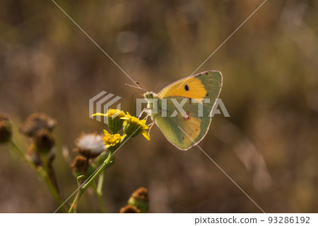 Clouded Yellow  93286192