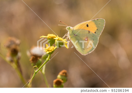 Clouded Yellow Clouded Yellow 93286194