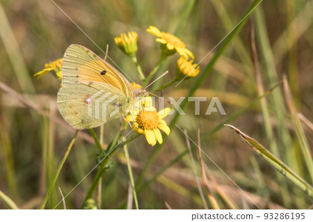 Clouded Yellow  93286195