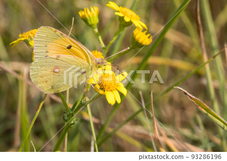 Clouded Yellow Clouded Yellow 93286196