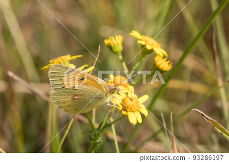 Clouded Yellow  93286197
