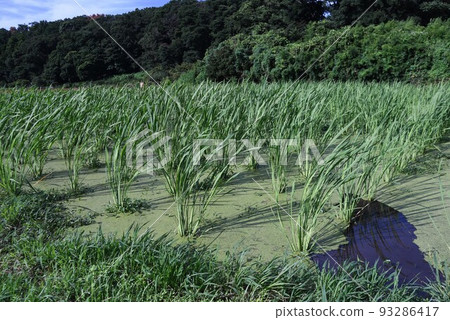 Makomodake(Makomodake)種植 Makomodake(Makomodake)種植 93286417