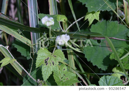 Flower of crow gourd, flowering at night for pollination purposes Flower of crow gourd, flowering at night for pollination purposes 93286547