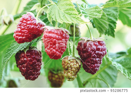 Raspberry growing in the garden, ripening raspberries on branch 93286775