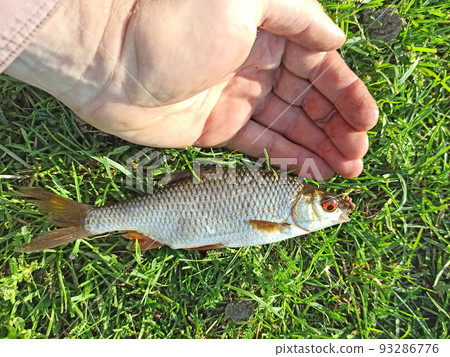 Caught roach with hook and worm in its mouth. Human hand and caught fish. 93286776