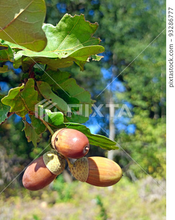 Acorns with leaves hang on branch. Fruits of oak 93286777