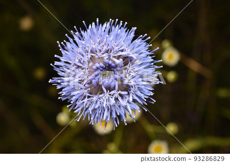 Close-up of a blue flower on a dark background. Close-up of a blue flower on a dark background. 93286829
