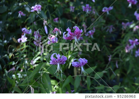 Deer lily (Taki lily) Deer lily (Taki lily) 93286968
