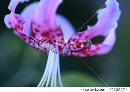 Deer lily (Taki lily) 93286974