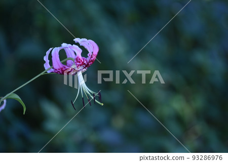 Deer lily (Taki lily) 93286976