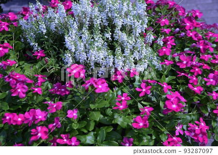 Flowers of Nicinchis radix 93287097