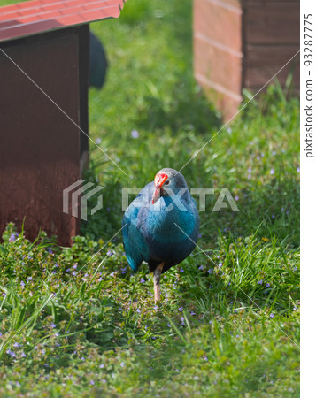Full-length portrait of grey-headed swamphen or Porphyrio poliocephalus standing in grass. Colorful bird outdoors. Full-length portrait of grey-headed swamphen or Porphyrio poliocephalus standing in grass. Colorful bird outdoors. 93287775