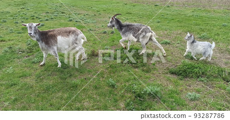 Goat kid on green grass grazing together with parents on pasture. Goat family Goat kid on green grass grazing together with parents on pasture. Goat family 93287786