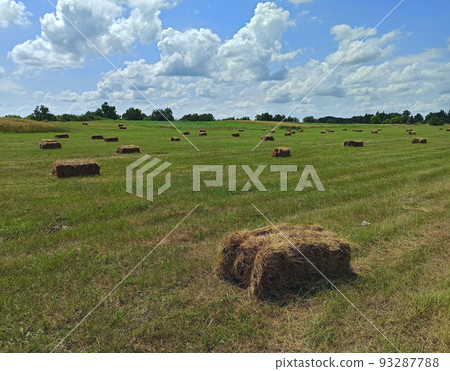 Hay bales lying on field. Hay prepared for farm animals for winter. Hay making Hay bales lying on field. Hay prepared for farm animals for winter. Hay making 93287788