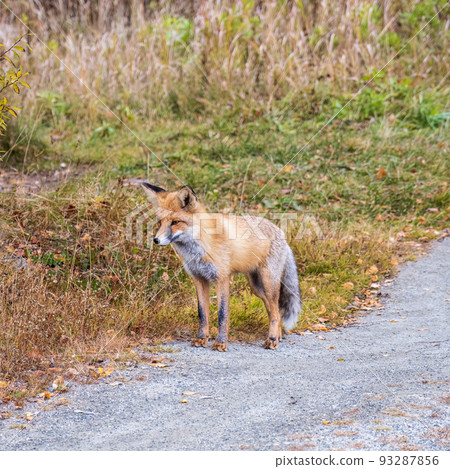 The red fox Vulpes vulpes walks along a path in the forest. The red fox Vulpes vulpes walks along a path in the forest. 93287856