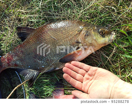 Head of the fish swallowing air. Macro of big fish with opened mouth 93288278