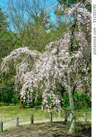 Junichi Park的櫻花樹(新潟) Junichi Park的櫻花樹(新潟) 93288390