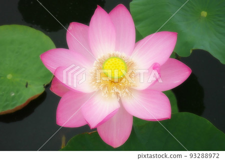 Lotus of ancient lotus village Lotus of ancient lotus village 93288972