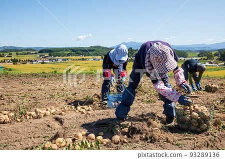 Hokkaido's old-fashioned potato harvesting work scenery 93289136