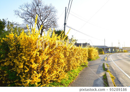 Shiunji連翹高速公路（新潟縣） 93289186