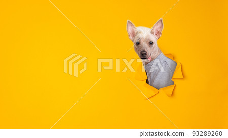 Close up Portrait of a male Chinese Crested Dog looking in paper torn hole in yellow background with copy space. 93289260