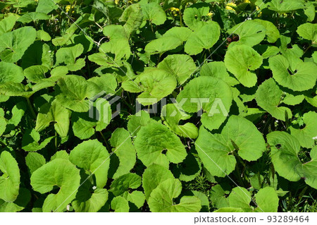 Japanese butterbur that grows naturally Japanese butterbur that grows naturally 93289464