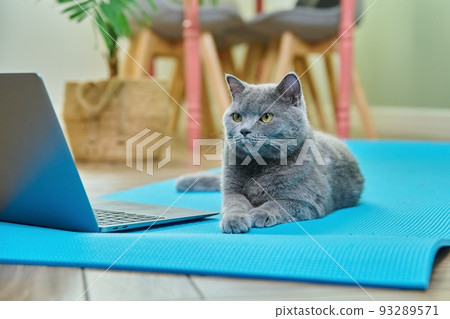 Pet cat lying at home on a yoga mat with a laptop Pet cat lying at home on a yoga mat with a laptop 93289571
