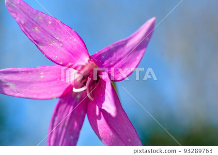 Dogtooth violet in Shojoji Park (Niigata Prefecture) Dogtooth violet in Shojoji Park (Niigata Prefecture) 93289763