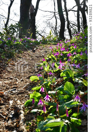 Dogtooth violet in Shojoji Park (Niigata Prefecture) Dogtooth violet in Shojoji Park (Niigata Prefecture) 93289821