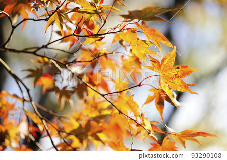 Autumn scenery 93290108