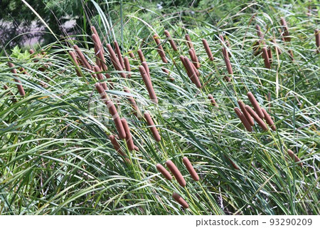 Gama的耳朵 93290209