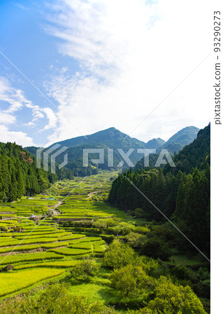 鮮豔的綠色四谷千舞田 - 愛知縣新城市 鮮豔的綠色四谷千舞田 - 愛知縣新城市 93290273