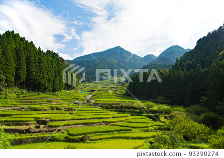 鮮豔的綠色四谷千舞田 - 愛知縣新城市 93290274